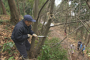 枝ぶりが良い栗の木を選定する